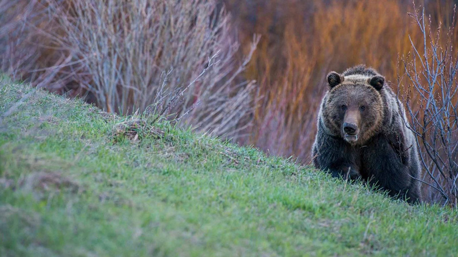 Grandes documentales - Yellowstone salvaje: Verano Grizzly