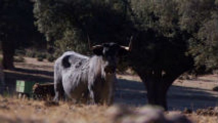 La morucha, una vaca temperamental