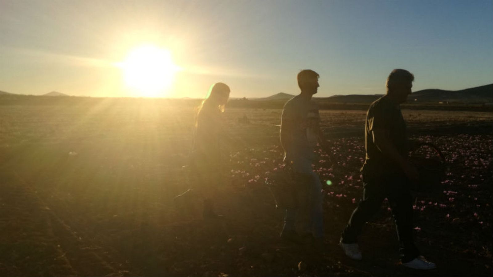 "El majito" del azafrán