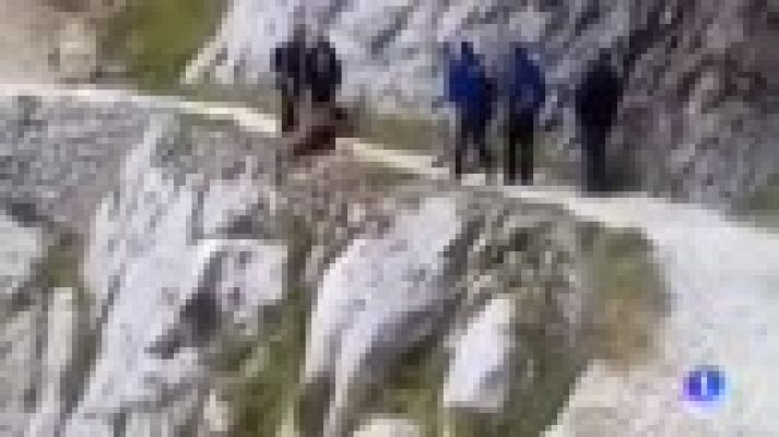 La Guardia Civil pide colaboración para identificar  a quienes despeñaron un jabalí en Picos de Europa