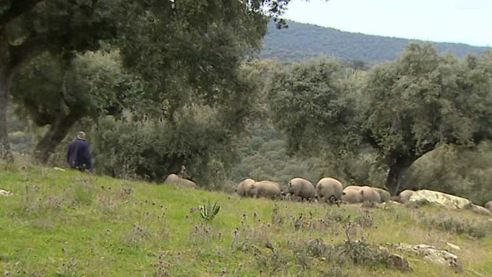 Agrosfera - 18/11/17 - ver ahora
