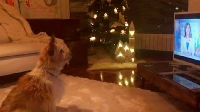 La otra historia del perro del anuncio de la Lotera de Navidad 2017
