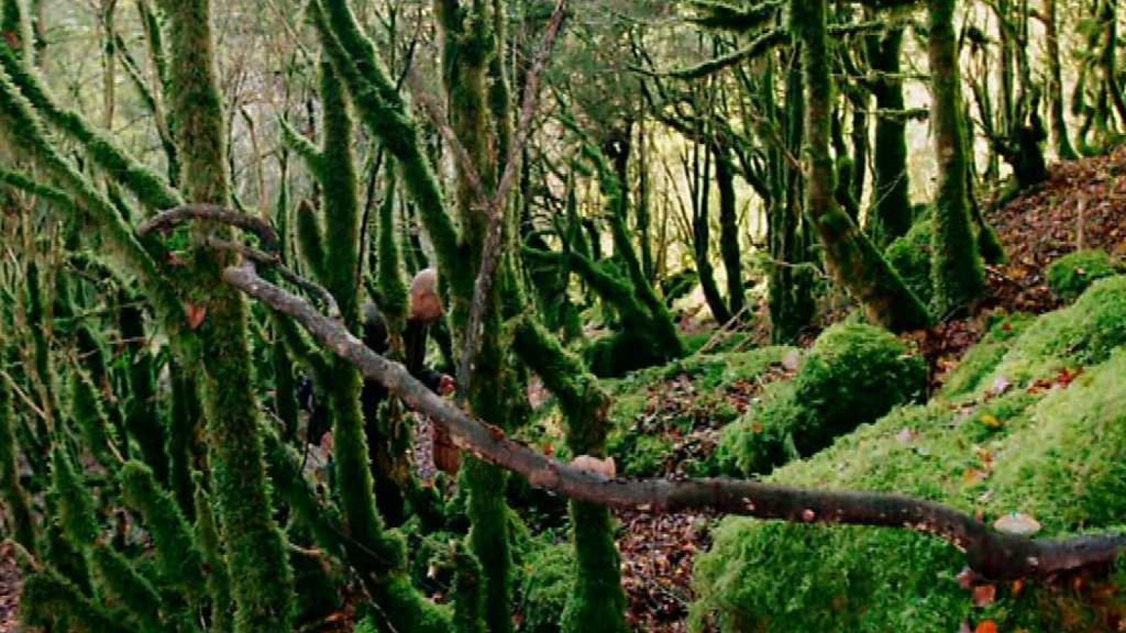 El señor de los bosques - Spido Freyre - ver ahora