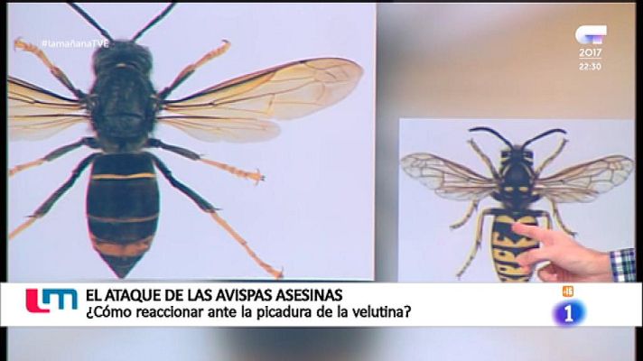 La mañana - ¿Cómo protegerse de la avispa velutina?