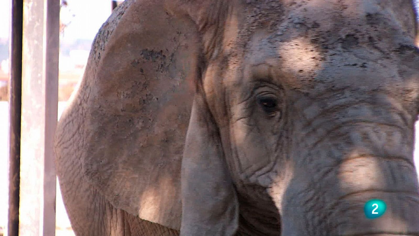Cinc dies a ....Zoo de Barcelona: La cura dels elefants