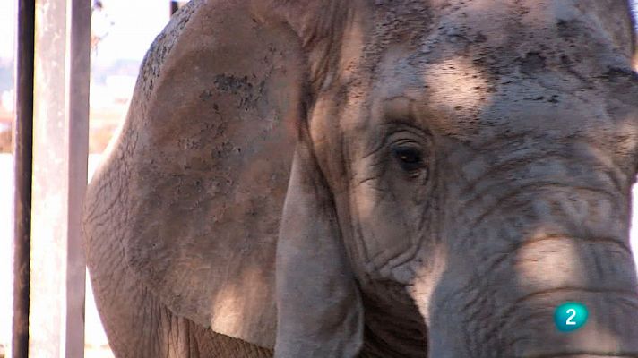 Zoo de Barcelona: La cura dels elefants