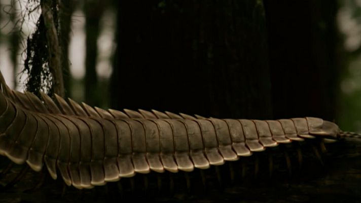 Documenta2 - Una nueva prehistoria: ¿Qué mató a los insectos gigantes?