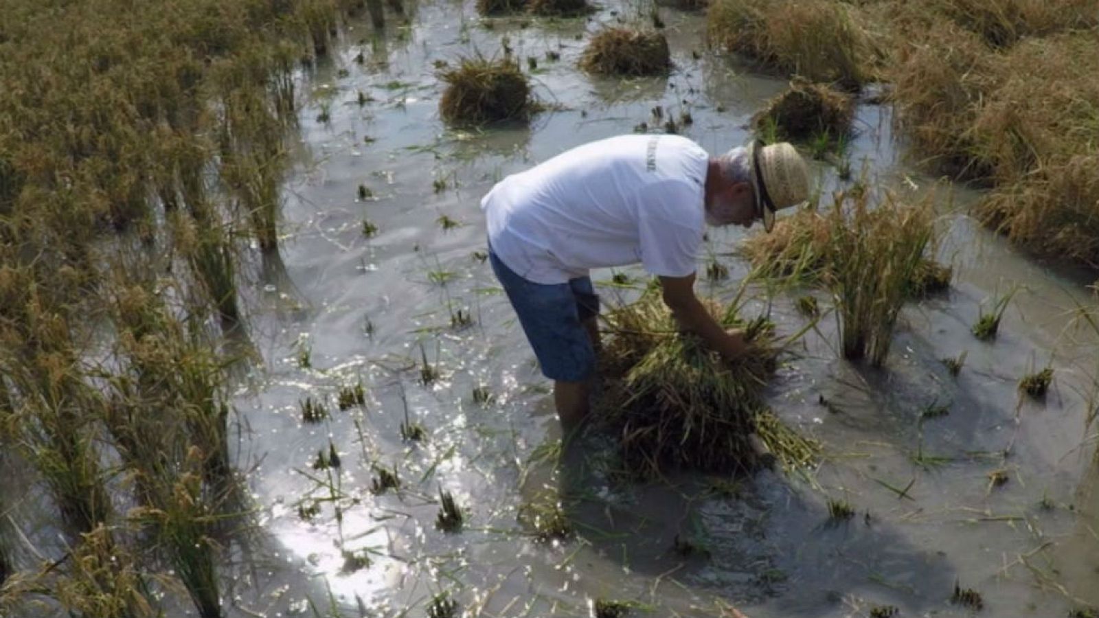 La recolección de arroz más auténtica