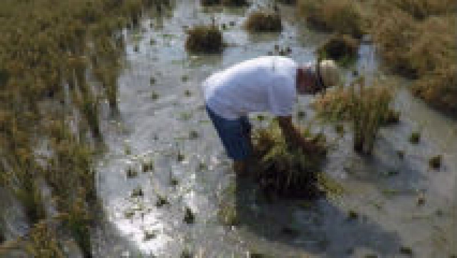 La recolección de arroz más auténtica