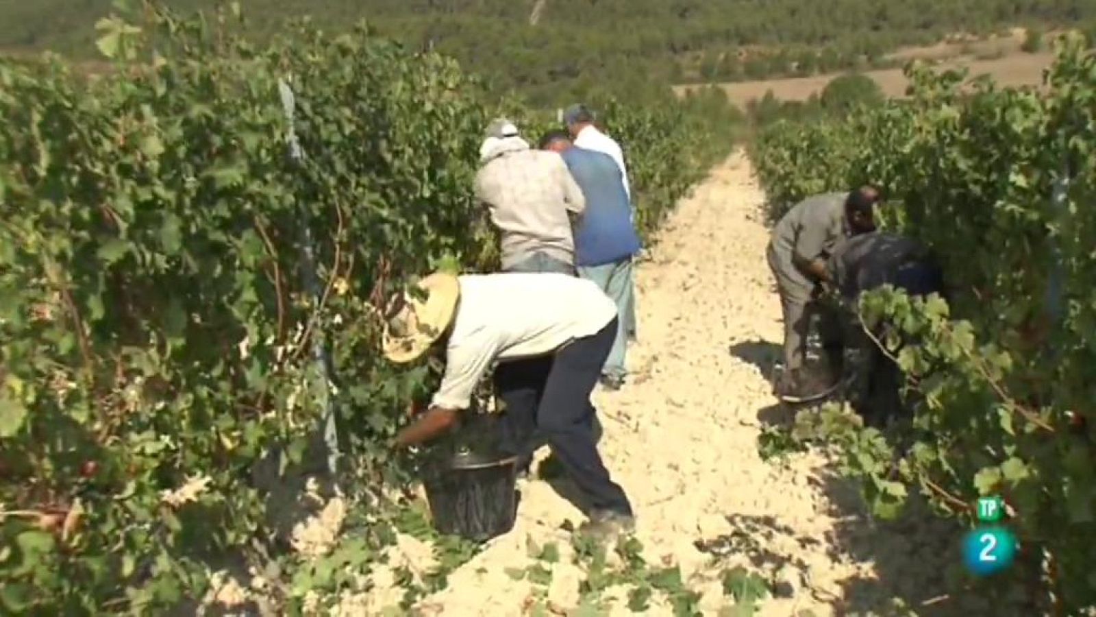 Tinc una idea - Els camins del cava