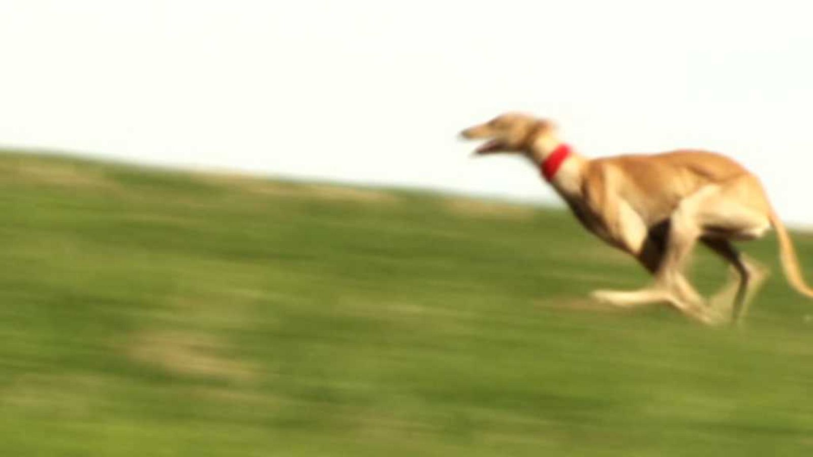 Jara y sedal - Copa del aceite - ver ahora