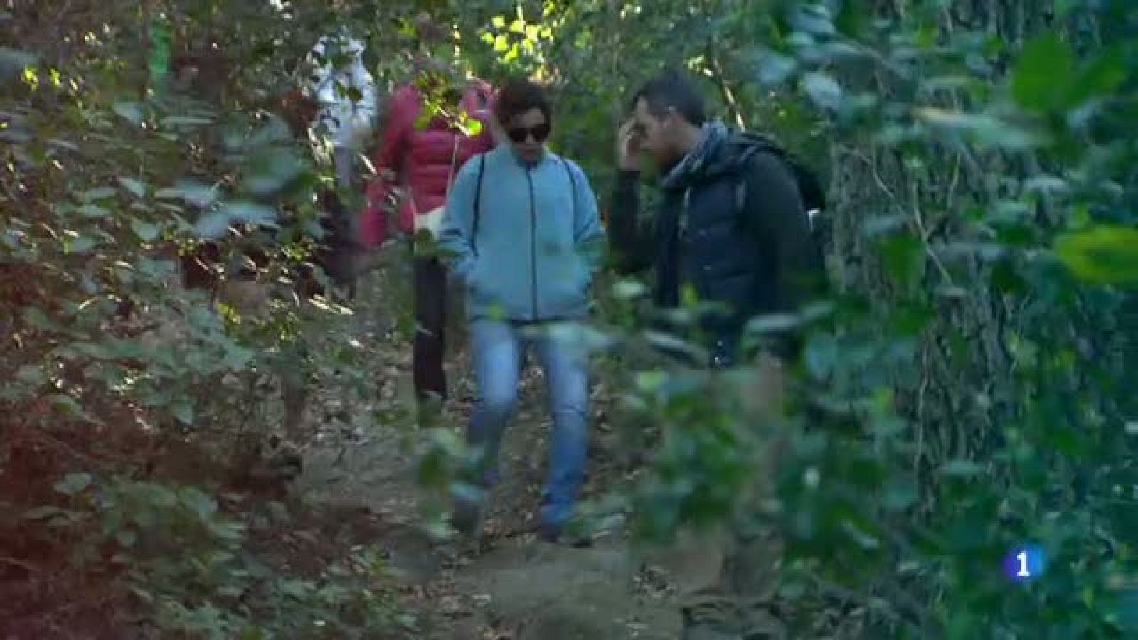 Us expliquem que són els banys de bosc 