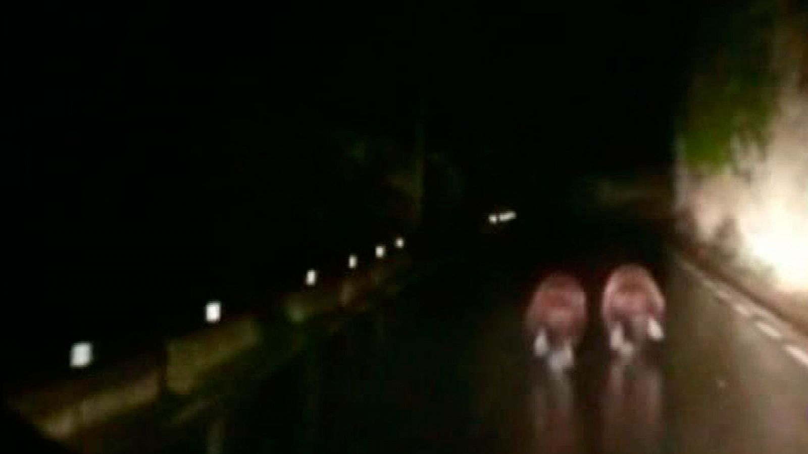 Los osos corren y el vehículo no se detiene. Los autores de las imágenes aseguran que no les han ocasionado ningún daño. Sin embargo, la Fundación Oso Pardo advierten del peligro de este comportamiento.En su carrera, uno de los animales abandona la c