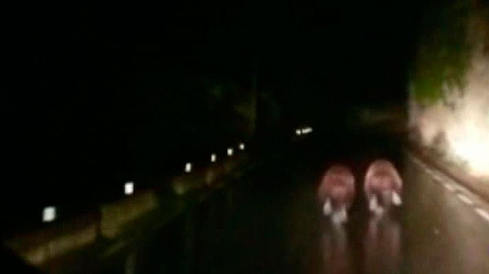 Telediario 1 - Dos osos caminan por la carretera en Cantabria