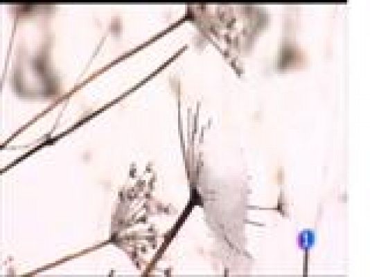 Panorama Regional - El tiempo en Asturias - 29/11/17