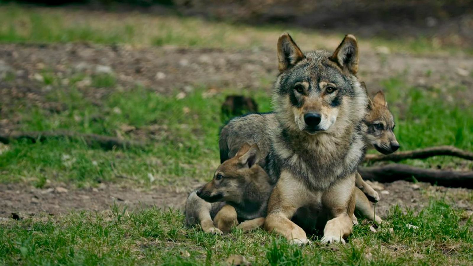 Grandes documentales - Los superpapás de la Naturaleza