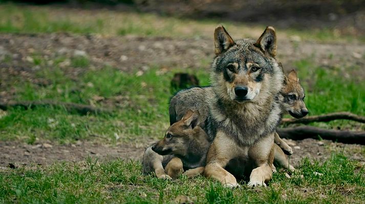 Los superpapás de la Naturaleza