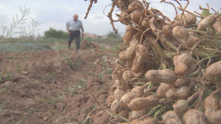 Aquí la Tierra - ¿De dónde nacen los cacahuetes?
