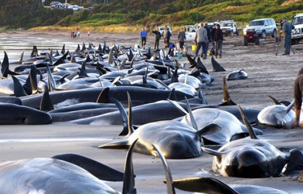 200 ballenas varadas en Australia
