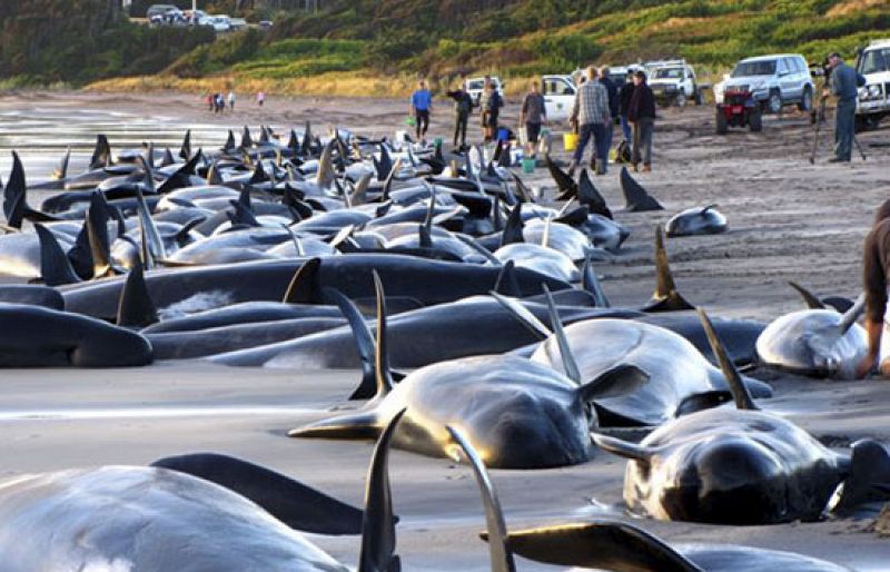 Cientos de ballenas varadas en Australia