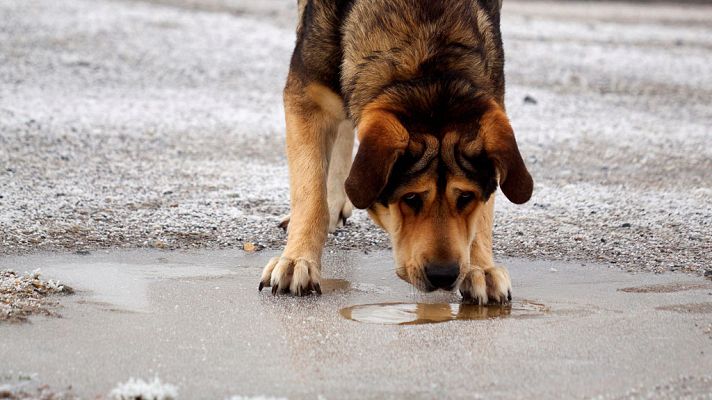 El tiempo - La cota de nieve bajará a los 300 metros y las mínimas  serán de hasta -10 grados