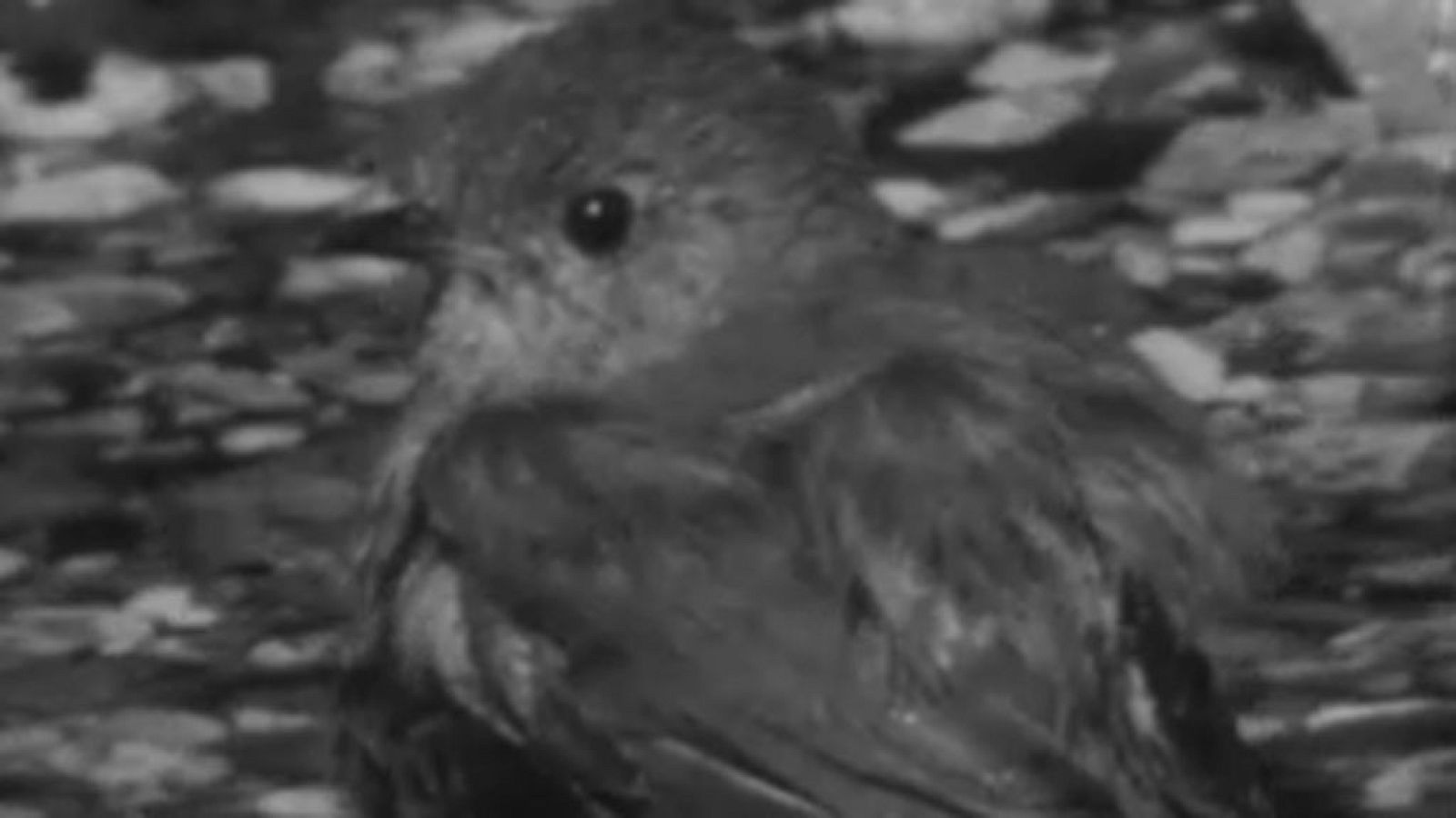 El planeta azul - El petirrojo, pájaro territorial