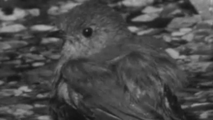 El planeta azul - El petirrojo, pájaro territorial