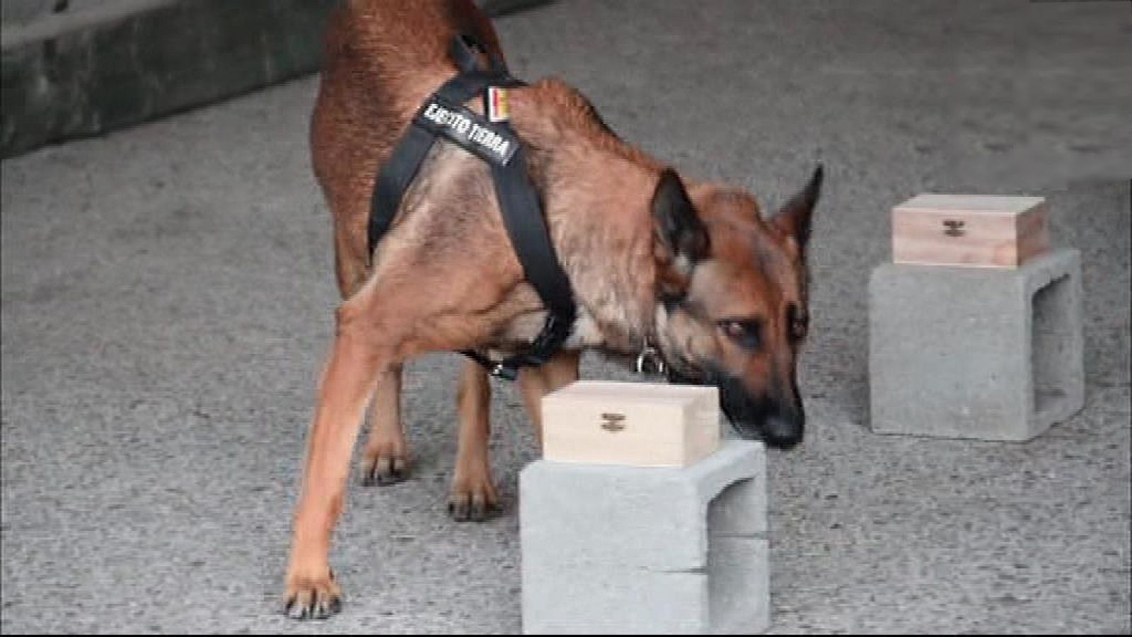 Reportaje: Campeonato Nacional Militar de adiestramiento de perros