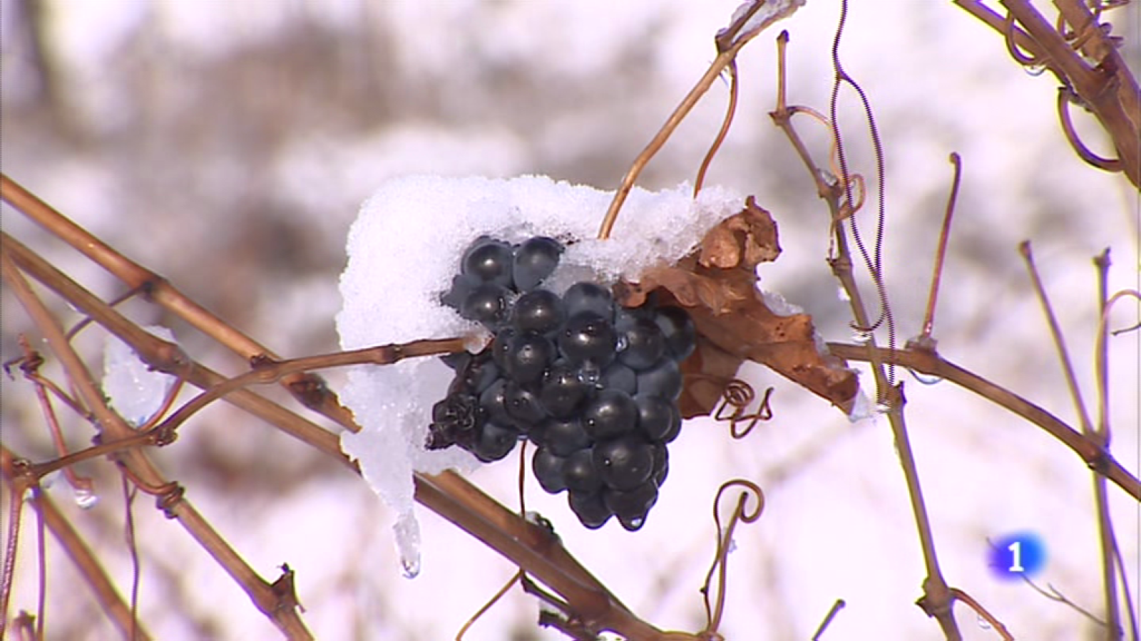 Informativo Telerioja 2 - 1/12/17 | Ver