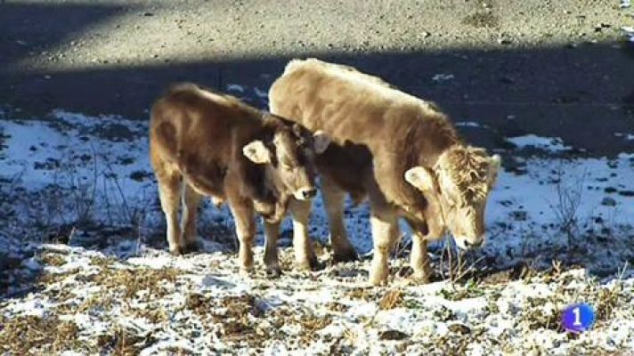 -16º en el Pirineo catalán 