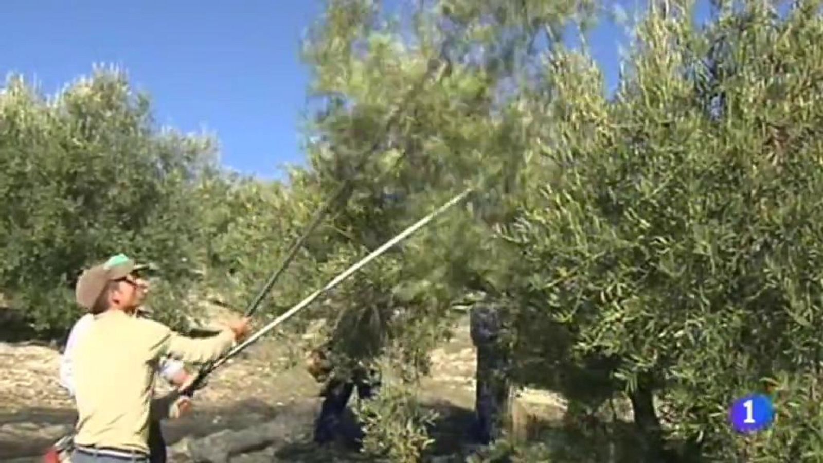 El sector aceitunero español vive  con preocupación la imposición de aranceles preventivos por parte de Estados Unidos