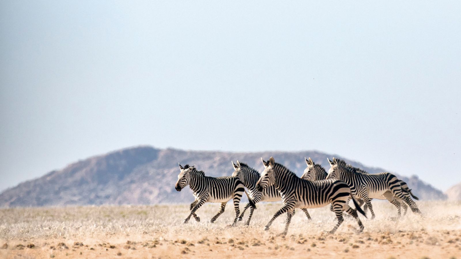 Grandes documentales - En el abrasador Kalahari - RTVE.es