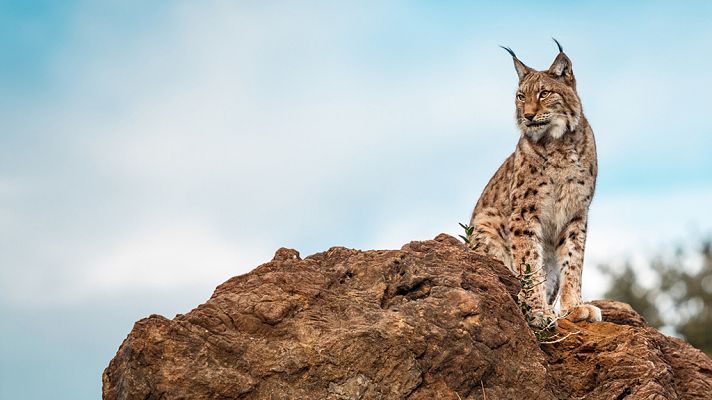 Grandes documentales - Pequeños predadores. Zorros, linces y gatos monteses