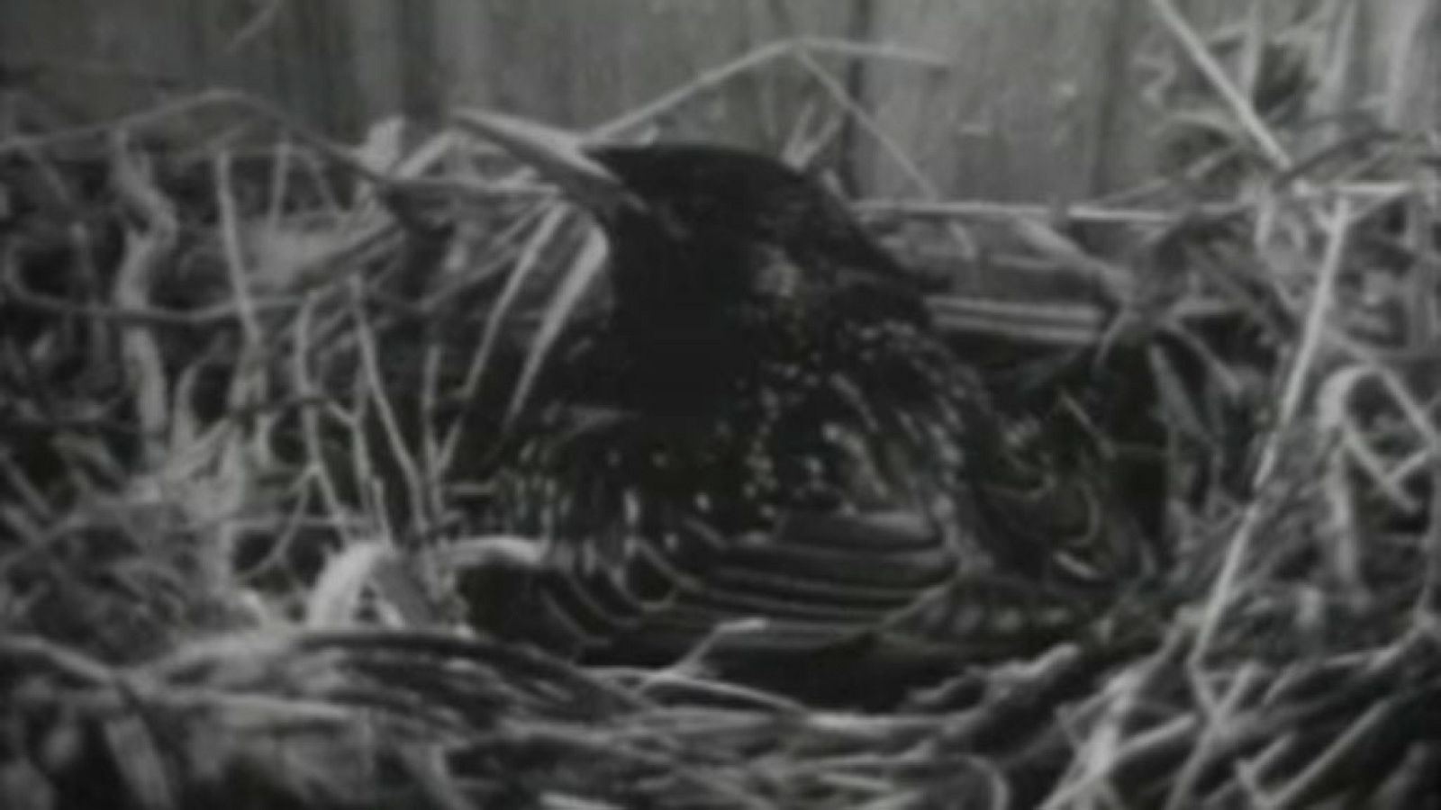 El planeta azul - El estornino