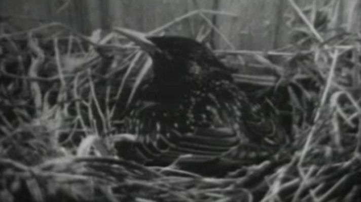 El planeta azul - El estornino