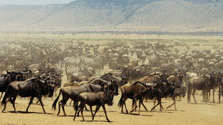 Grandes documentales - La migración de los ñus