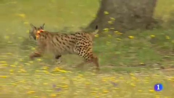 El lince ibérico, una especie que ya no está en peligro crítico gracias a los trabajos de conservación