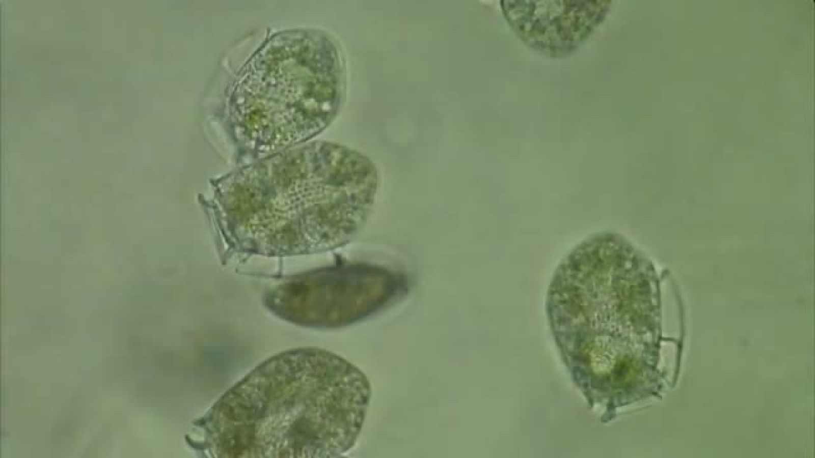 LAB24 - Un siglo dedicado al Océano / La fuente de los prodigios - avance