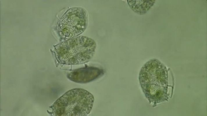 Lab24 - Un siglo dedicado al Océano / La fuente de los prodigios