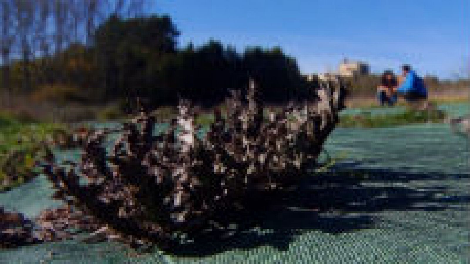 Eguzkilore: la flor del sol