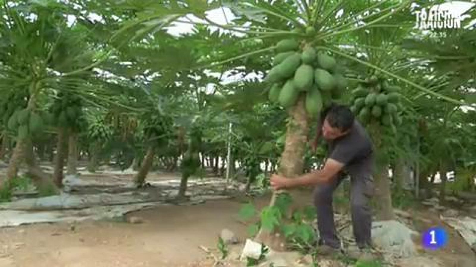 Papayo, el árbol de la salud