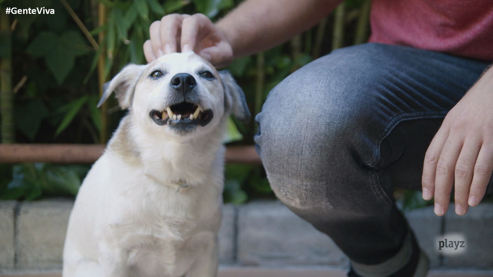 Gente Viva - Reviuses: el perro de Patri