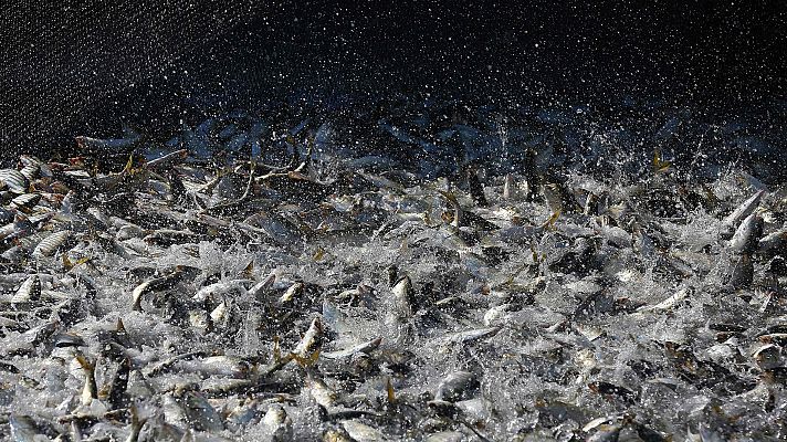 Informativo 24h - España mejora las capturas de merluza para 2018