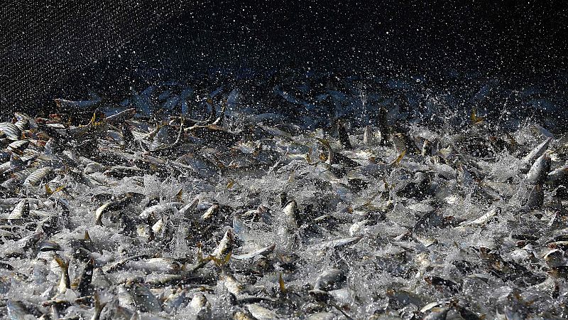 España mejora la cuota pesquera de merluza para 2018