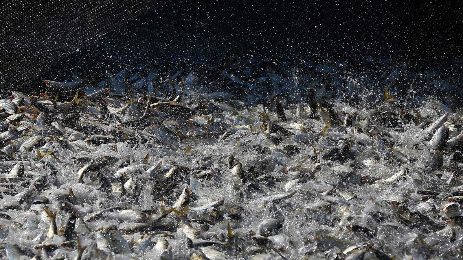 España mejora la cuota pesquera de merluza para 2018