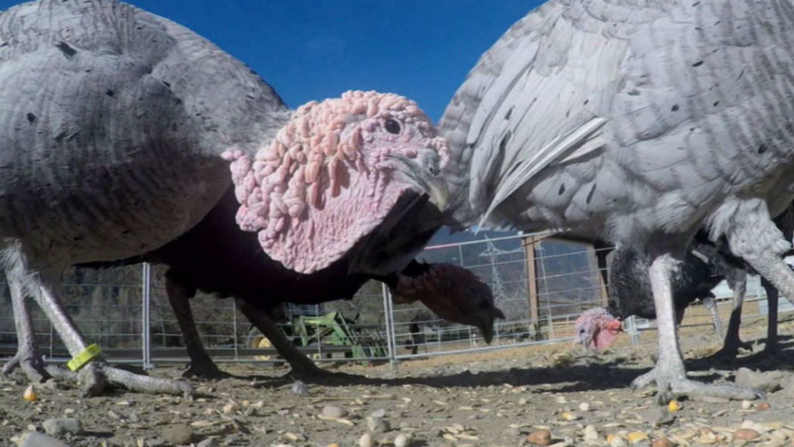 Este pavo tiene algo especial