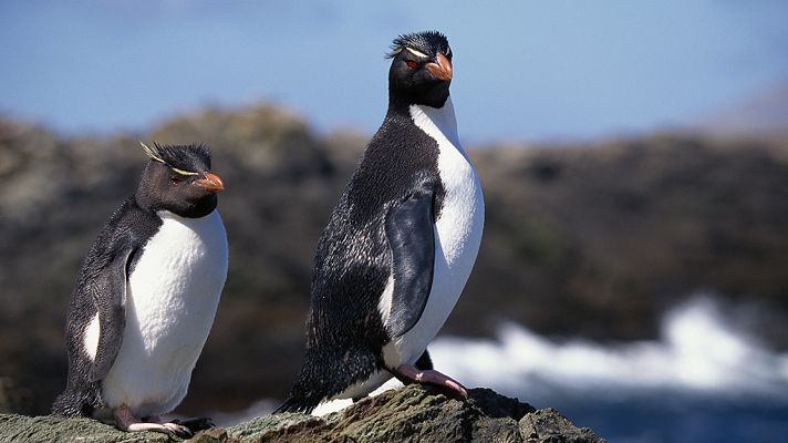 Supervivencia en los extremos del mundo