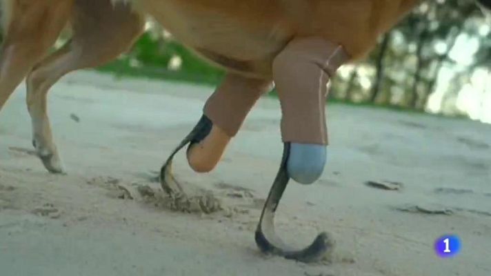 Telediario 1 - La conmovedora historia de Cola