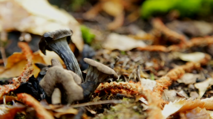 El señor de los bosques - Sergio Peris-Mencheta