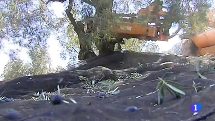 Telediario 1 - La  cosecha de la aceituna se ha adelantado este año por la sequía